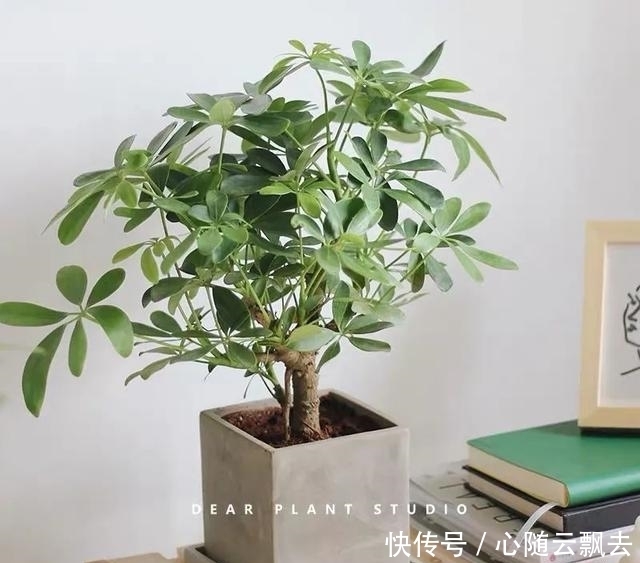 快过年了,6种“招财树”不能少,家里养几棵,招福又招财