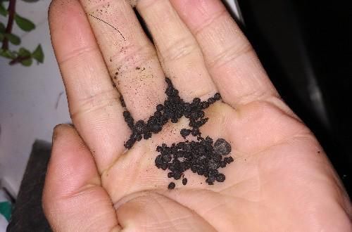 有机肥|这是养花种草最需要的三种肥料,你都有吗?