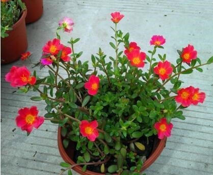 “3种花”漂亮又好养，一年能开300多天，一不小心成花海，美！