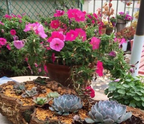 5种有毒的花卉盆栽,如果家中养了,赶快处理,不要掉以轻心