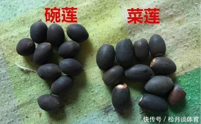 老太太买花“被骗”，碗莲变“菜莲”，因祸得福，3年挖出一缸藕