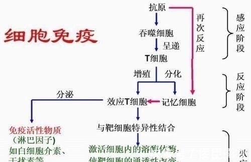 疫苗|已经全民接种了新冠疫苗,为何还会出现感染的状态
