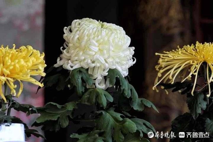 斗菊|众菊斗艳“菊王”诞生！快来济南趵突泉看看菊王长啥样