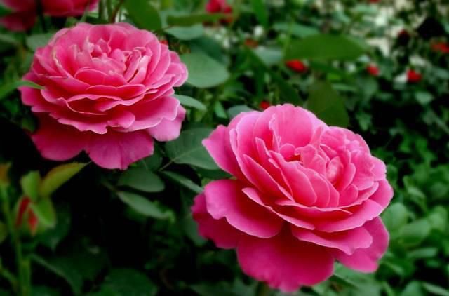 送给那些养花，却总是把花养死的人