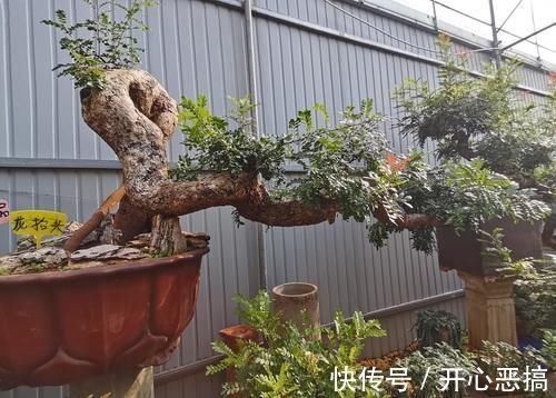 修剪|养桩不光要养活,枝条长粗才重要,6个技巧要掌握好,施肥长得快