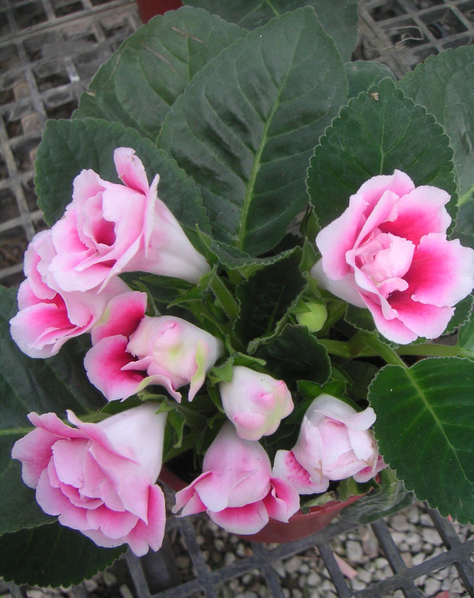 长春花|养花试试这几款,可以用叶片来扦插,甚至枝条泡水里就能长根