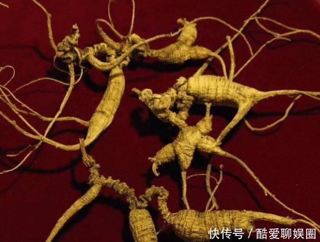  乐坏了|中国人参比黄金贵，西方人乐坏了：我们那漫山遍野都是！