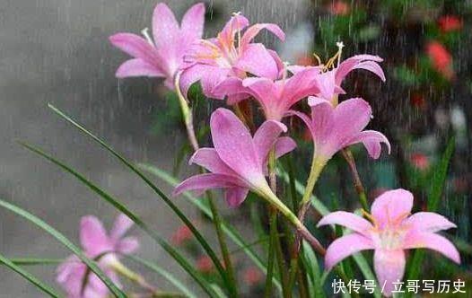 风雨兰|此4款花很好养活，花量超多，花期半年，能给你一片花海