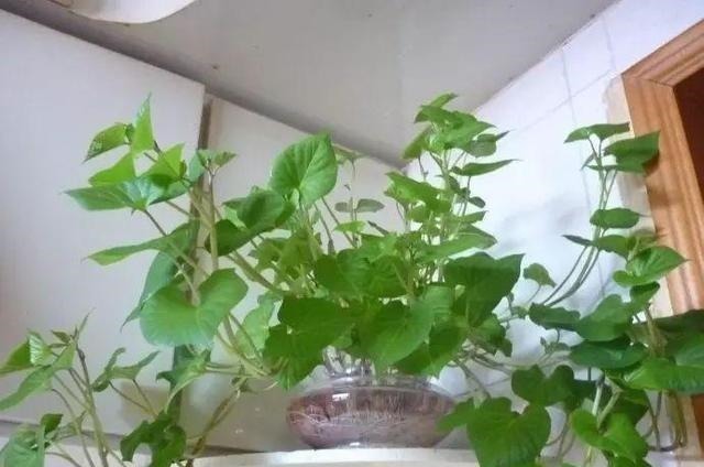 玻璃杯|5种蔬菜吃完根别扔,丢水里就疯长,7天养成花,比绿萝还要美