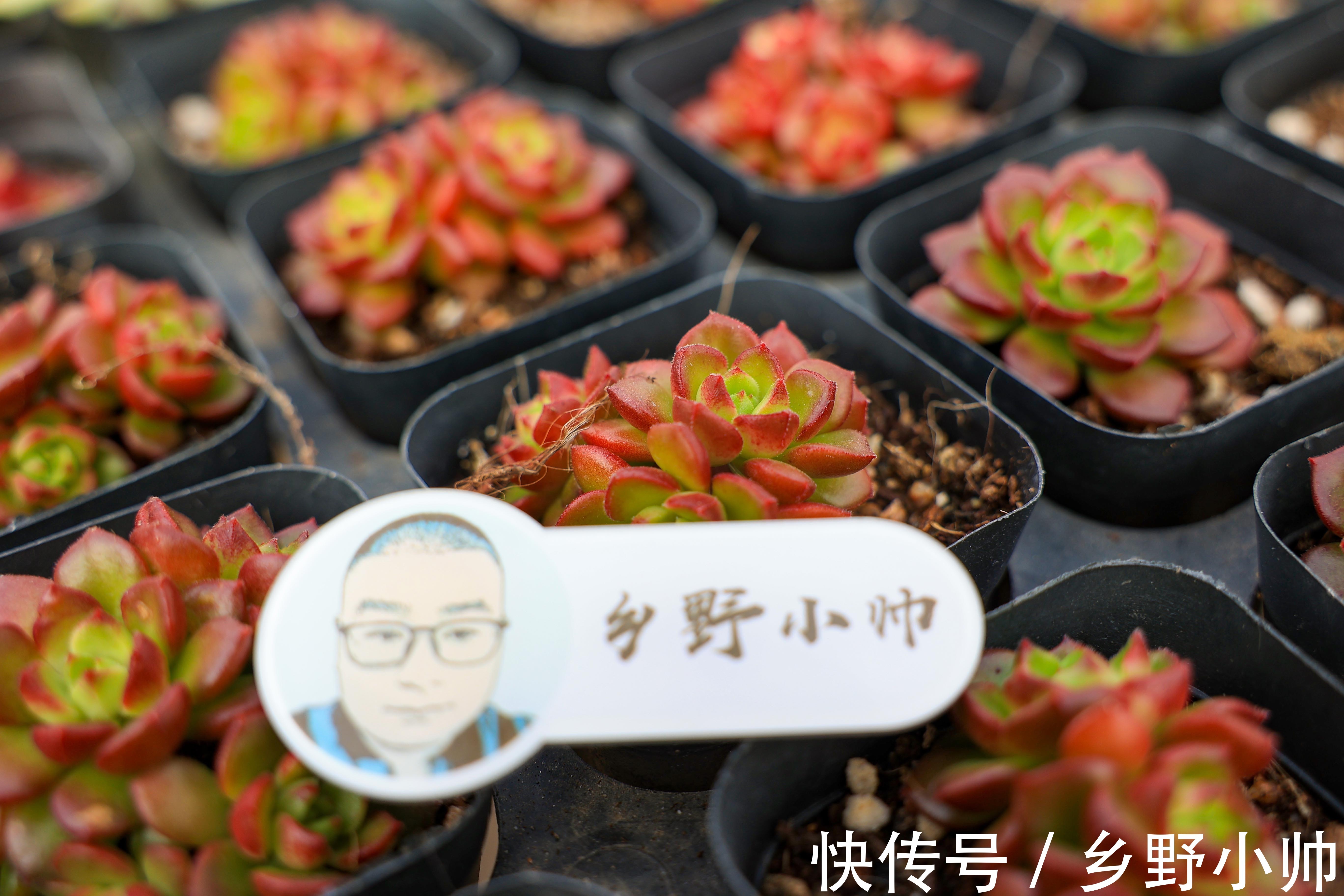 好花配好器，选盆很重要，选对花盆不仅外形好看肉肉也能更健康