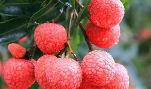 健康|会吃的人最健康，三种食物换着来，排毒养颜，有益健康！