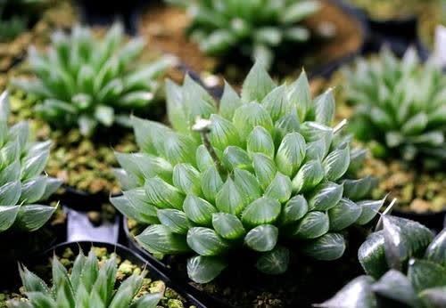 多肉长时间不长个?教你判断休眠还是僵苗,正确解决长势旺!