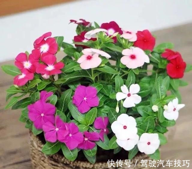 这8种懒人花,花期长,好看又好养!这8种懒人花,花期长,好看又好养!
