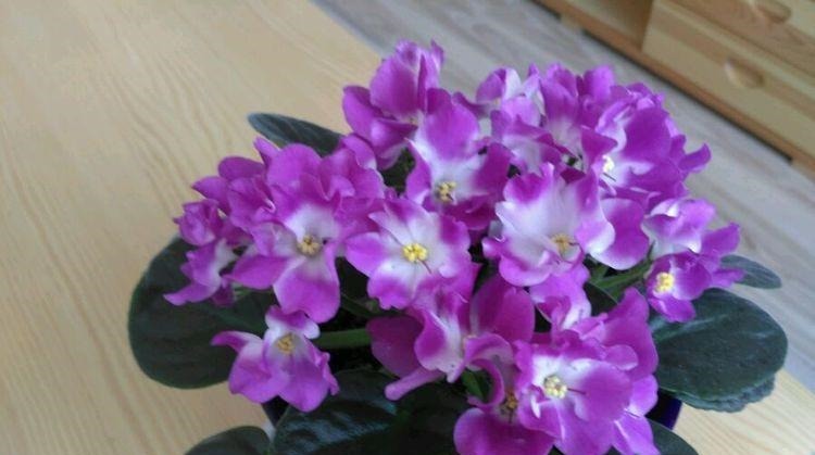 开花最香的4种花,家里养一盆,满屋飘香,比绿萝好养