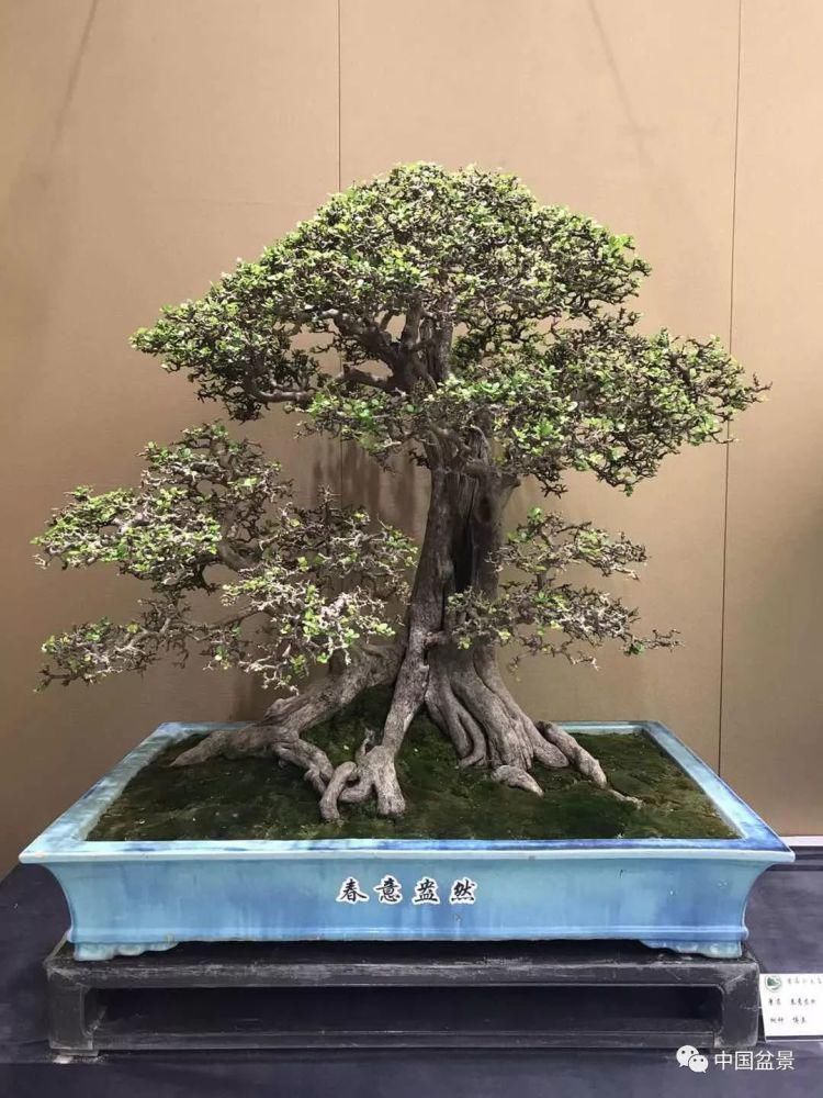 赏玩盆景，一定要是有德之人