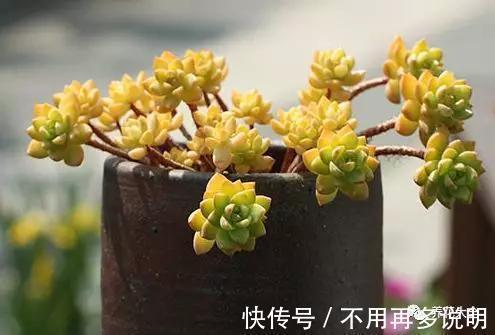 干透|多肉就养这7种,散养不用管也能呼呼长,想养死都难!