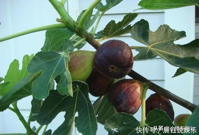 冬季养无花果,一个小技巧,来年长得枝肥叶壮,每个枝上都有果
