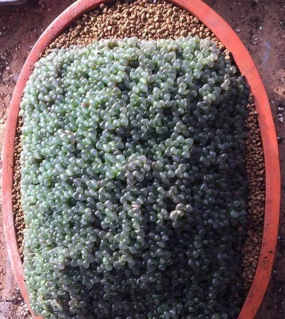 盆底|盆里扔2样东西,养花10年不烂根,叶子油光瓦亮,花苞挂满枝头