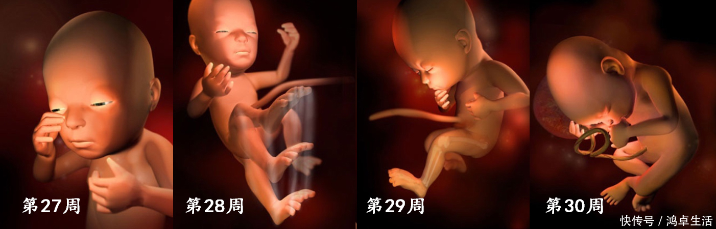 子宫|胎儿在子宫的成长过程!看着宝宝一点点长大,心里满是爱