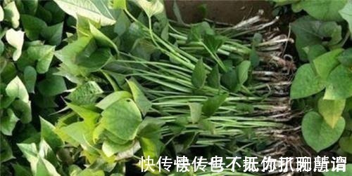 亩产!他冒死从国外偷回一根藤,让清朝人口增长三亿,至今仍被后世纪念