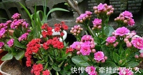 长寿|长寿花花苞打不开?套个袋子捂一捂,快速憋出满枝花!