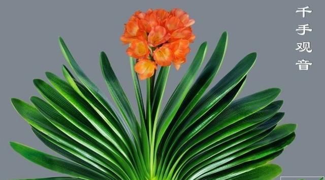 自来水|君子兰不开花还总是烂根教你一招,君子兰从此长不停