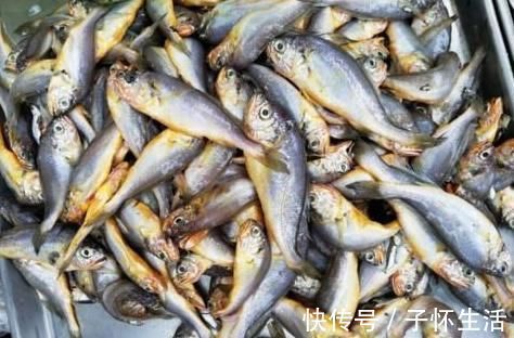 营养|内行人买鱼专挑这4种鱼,肉嫩刺少营养好,目前还不能人工养殖!