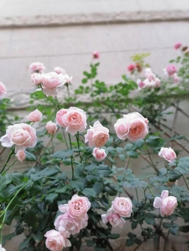 圆滚滚的绣球,瀑布般的花墙,这届花友也太会种花了吧