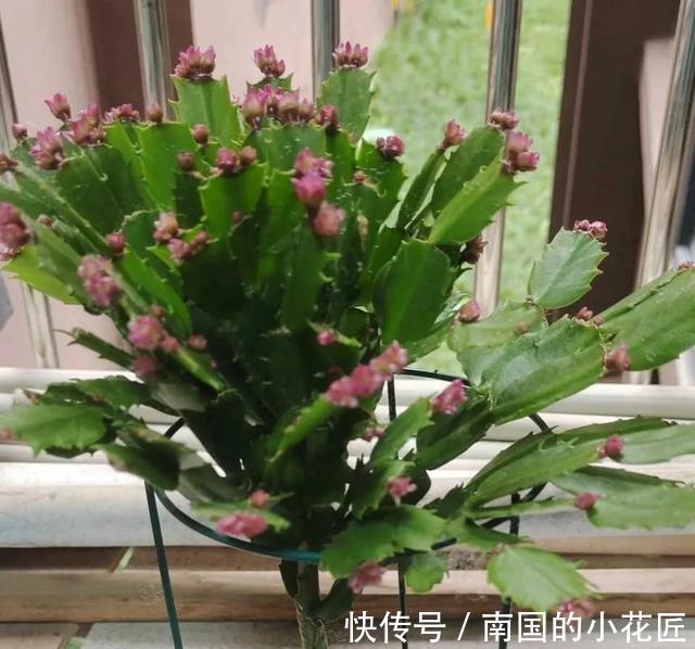 满盆|养长寿花君子兰蟹爪兰，做好“二大一勤”，枝繁叶茂，花开满盆