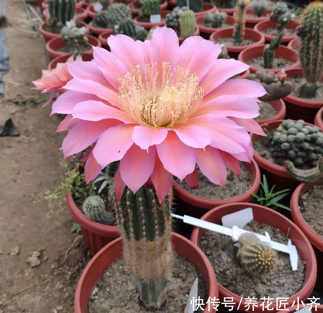 养仙人球不能少的品种，大花飞碟，单花直径二十公分，适合室内养