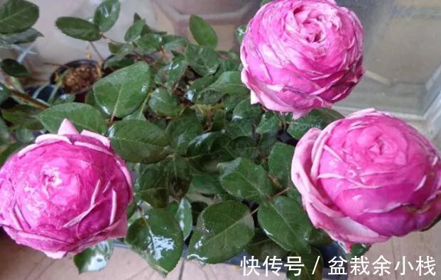 浓香|勤花，花大，浓香，不垂头，这就是月季结爱