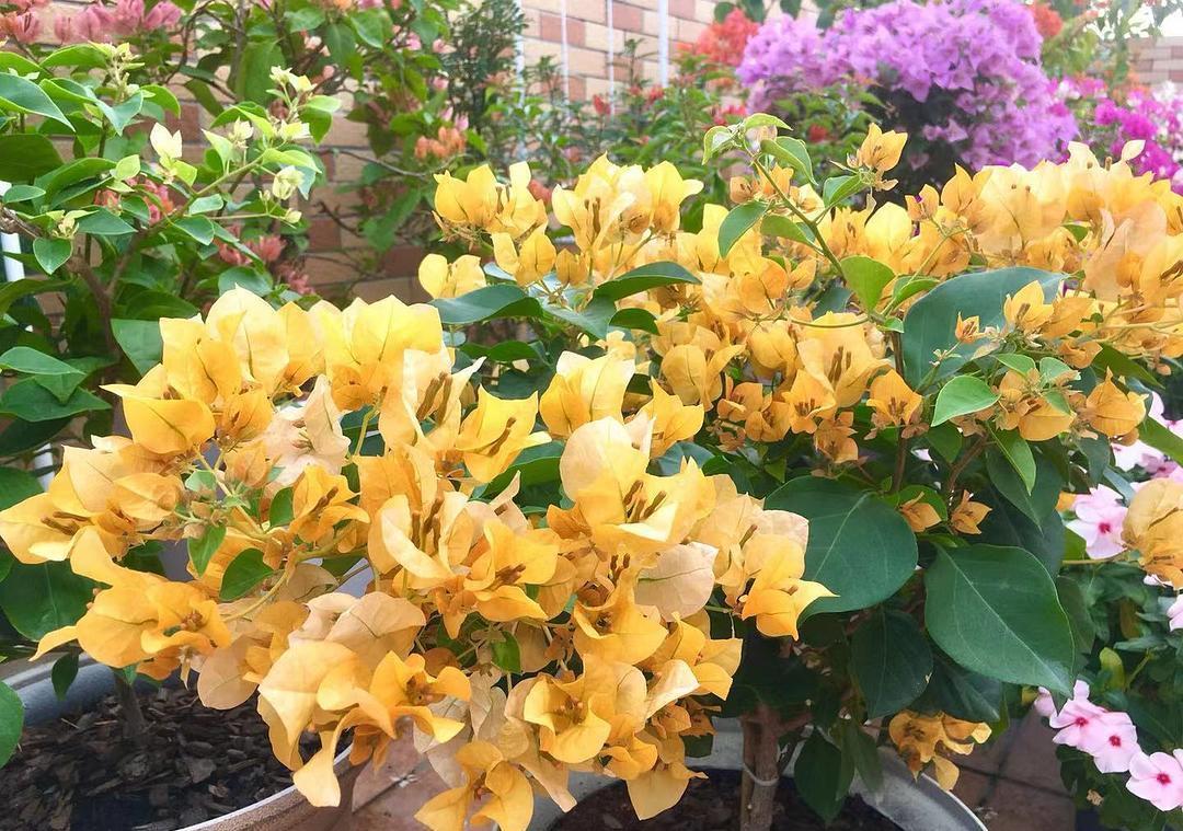 蟹爪兰|八月适合入手“6种花”,好养又漂亮,天气转凉更利于开花