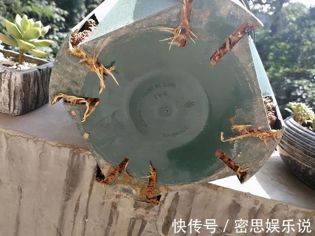 停水|花儿出现3种情况,最好尽快换盆,否则花儿危险