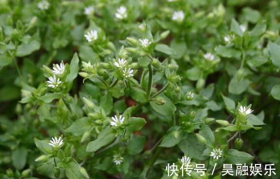 野菜|农村以下3种野菜,能清热解毒,顺气和胃,健脾消食,早知早好