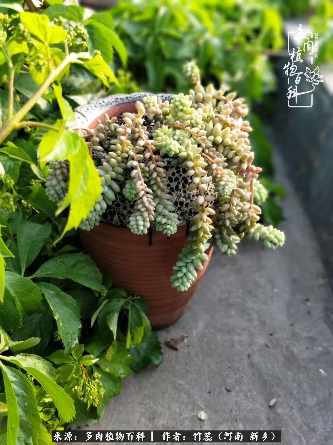 养多肉三周年有感养这么多多肉到底有啥用！