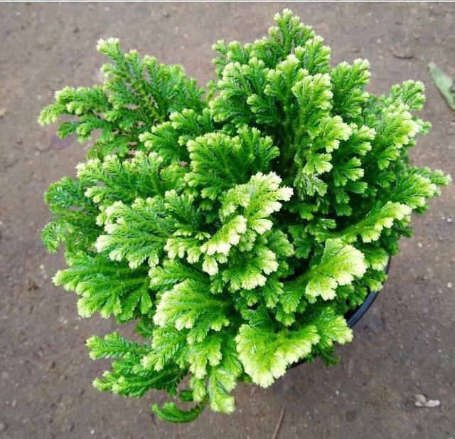 长在“山坡”上的“传奇”野草，挖一棵养家里，越养越值钱！