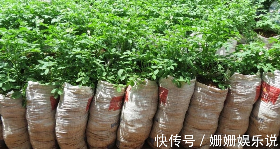 如何用一个塑料袋种植土豆想吃新鲜有机土豆的进来