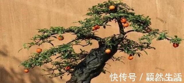 金弹子|“值钱”的2种花,放家里养,越来越“富有”,第2种能卖上万!