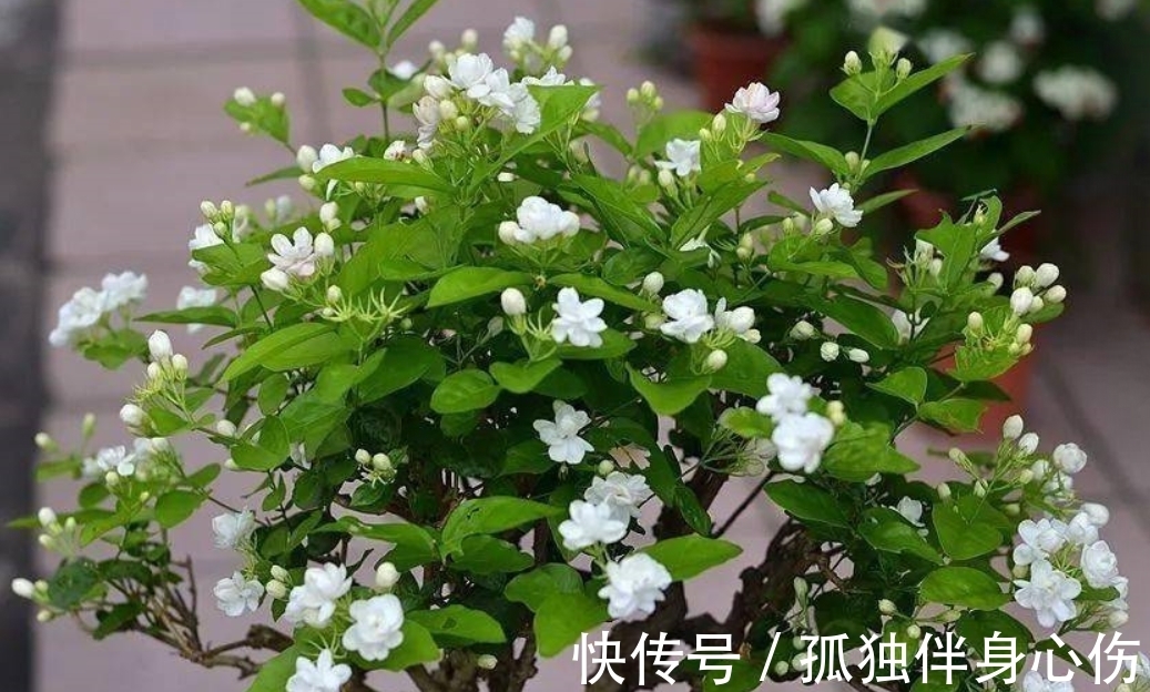 四喜|好养的花卉就是茉莉花,但是想要夏季开不停,要做好四喜一勤