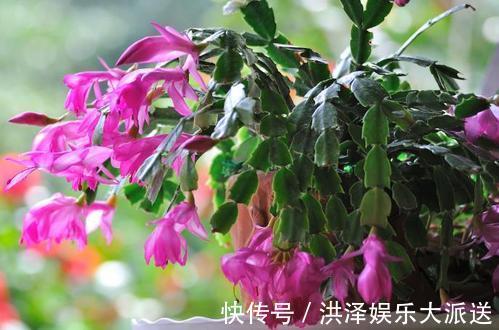 家里2个地方,千万别养花,养了也搬走,可不能忽视!