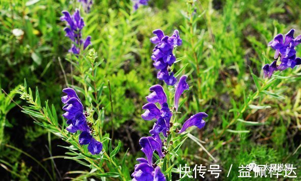 津液|张仲景的两大名方合用，原来有这么多的用途，你能想到吗？