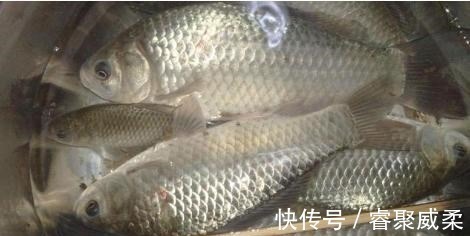 无鱼吃钩咋办?大部分钓友补窝!老钓友通过5点改善