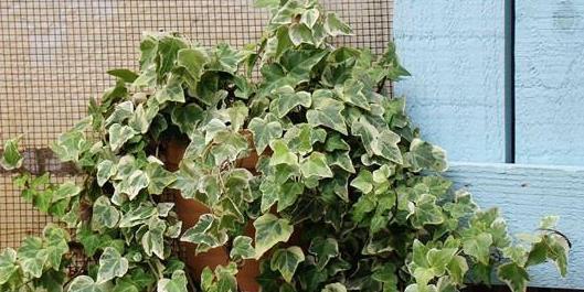 叶片|客厅摆什么盆栽植物好？选择这些准没错！既好看又好养，还能旺财