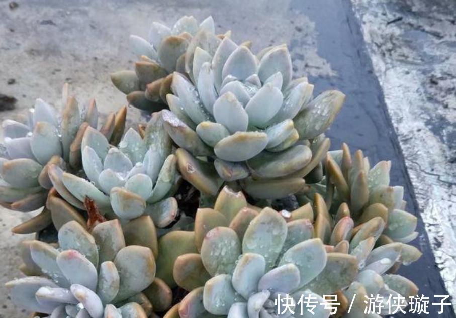 喜欢养多肉，天冷莫错过这3样，好活又漂亮，盆栽上色出状态易