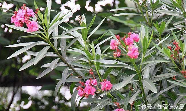 家中千万不要摆这些绿植,对身体不仅没有帮助,还会起反作用