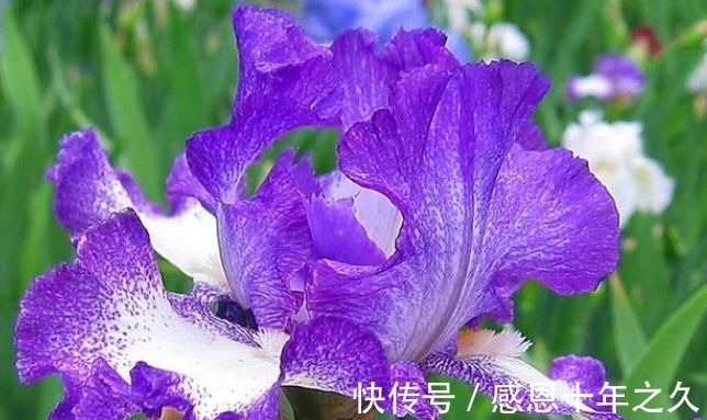 3种花是花中大美女，沾土就活，7天生根，秋季就开花，开满阳台！