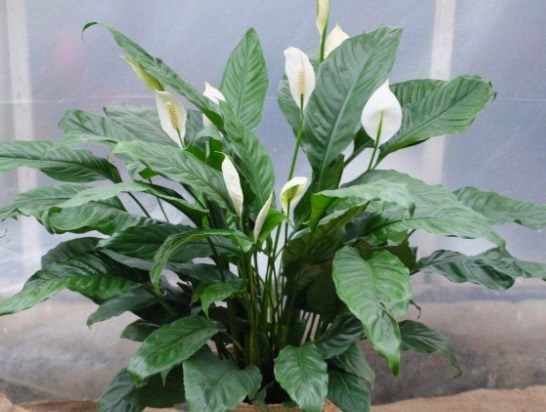 新手懒人最爱养这款植物,不用操啥心,枝头窜满花苞,美成小花园