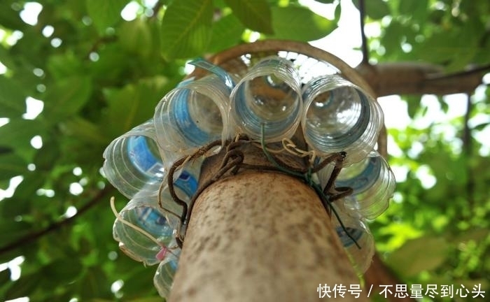 神器|八十岁老人做防偷神器, 核桃再没丢过, 网友: 爷爷还是厉害