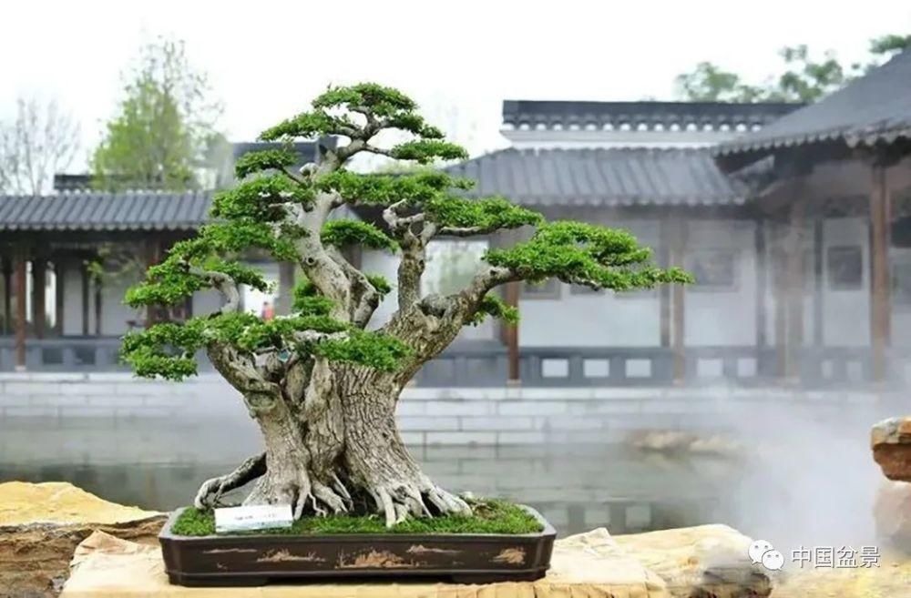 盆景,到底玩什么?