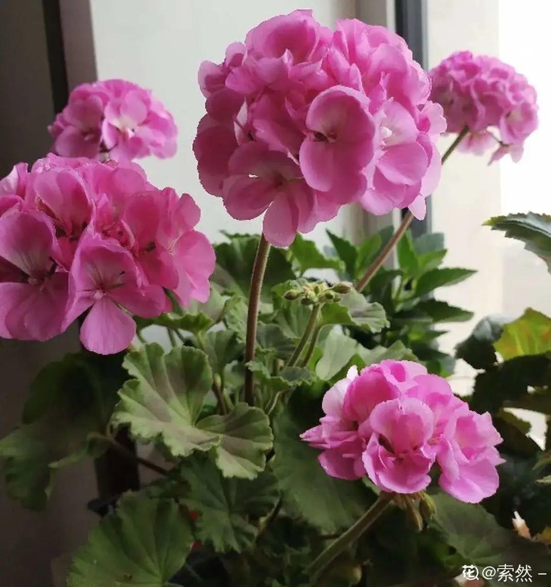 家里养了月季,花后使劲剪,越剪越开花,真省心